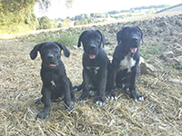 rutic cane corso puppies
